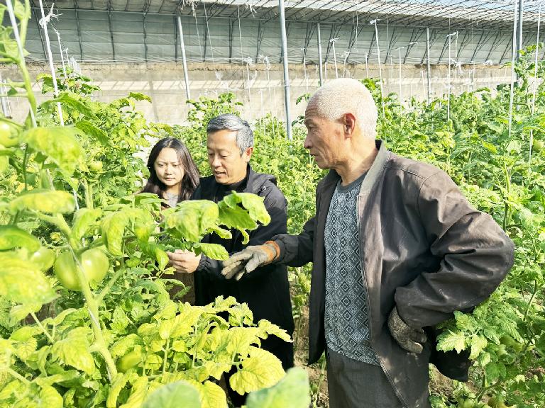 农技人员“支招”冬菜管护