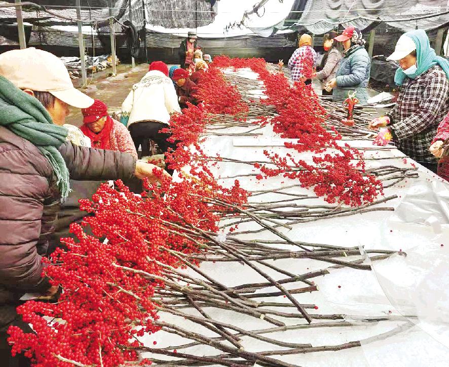 北美冬青大丰收