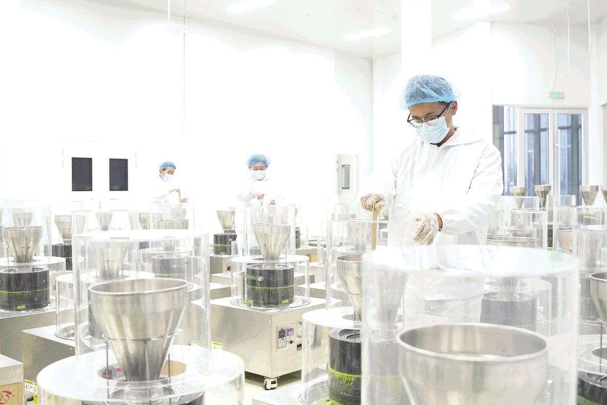 岚山抹茶以标准化生产叩开国际市场大门